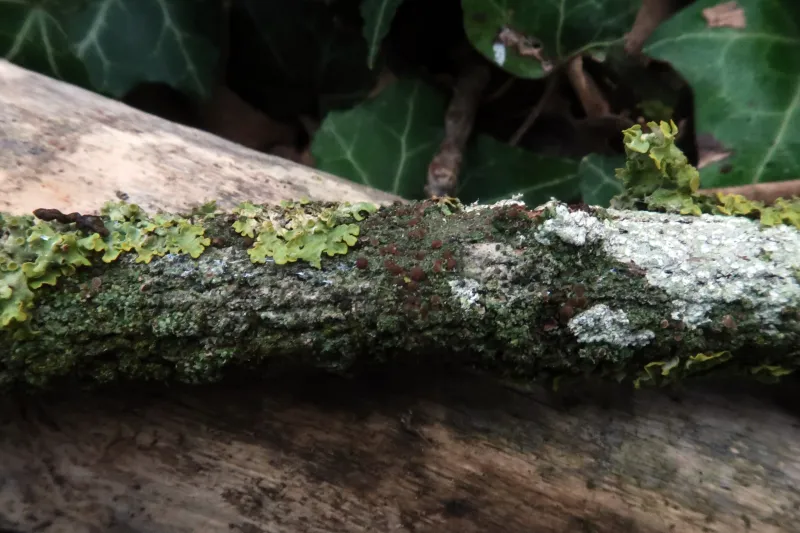 Bacidia rubella 1 - IMG_6619